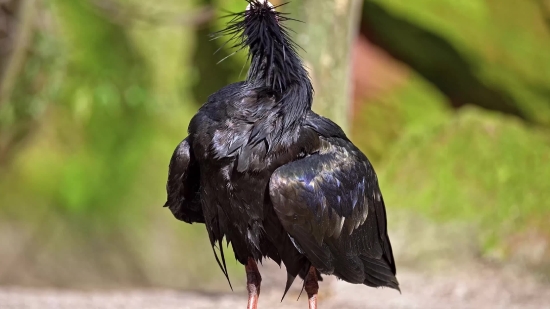 Video Cutter, Bird, Vulture, Wildlife, Wading Bird, Beak