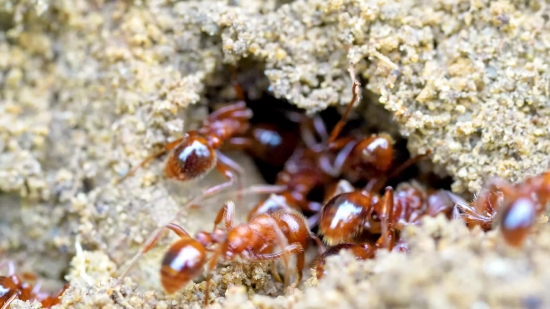 Video Editing Background Images Hd, Ant, Insect, Arthropod, Invertebrate, Termite