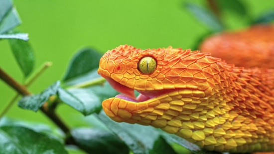 Video Editor, Snake, Reptile, Chameleon, Night Snake, Wildlife