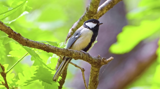 Video Grabber, Chickadee, Titmouse, Bird, Wildlife, Beak