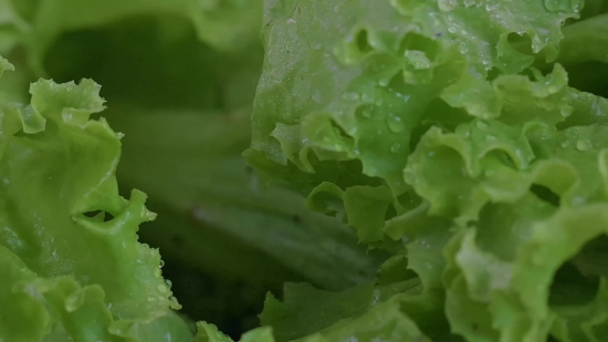 Video Presentation Background Aesthetic, Lettuce, Herb, Vascular Plant, Vegetable, Plant