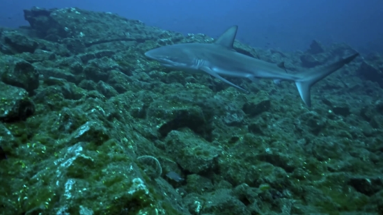 Vimeo Stock Footage, Barracuda, Spiny-finned Fish, Fish, Underwater, Sea