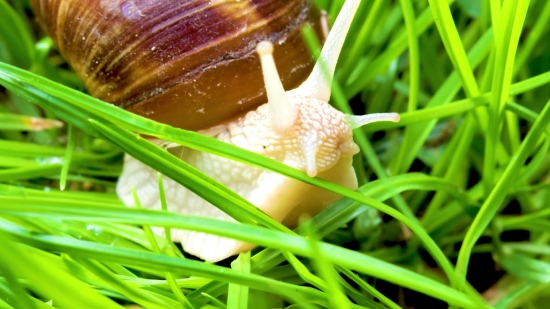 Wave Video Download Free, Sugar, Food, Snail, Plant, Gastropod