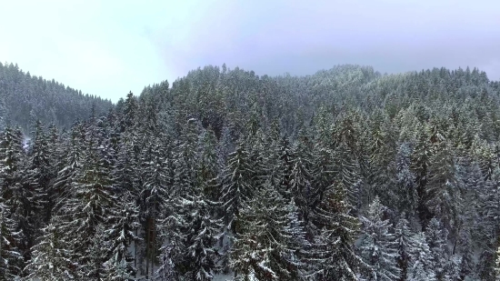 Youtube Audio Library Lofi, Tree, Woody Plant, Silver Tree, Snow, Forest