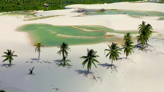 Youtube Outro Background, Palm, Coconut, Tropical, Sand, Beach