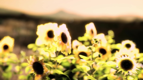 Youtube Video Cutter And Download, Hole, Sunflower, Flower, Plant, Yellow