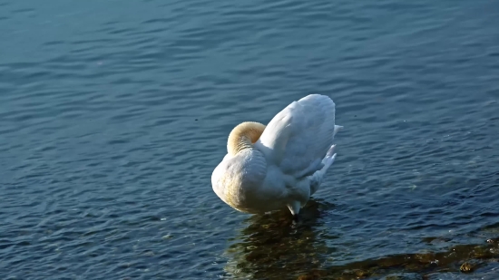 Youtube Video Download Online, Gull, Bird, Goose, Aquatic Bird, Waterfowl