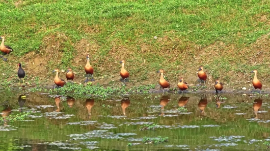 Youtube Video Download Vidmate, Bird, Flamingo, Wading Bird, Aquatic Bird, Water