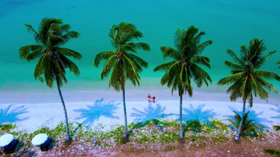 Ytmp3 Conconver, Coconut, Palm, Tree, Beach, Tropical